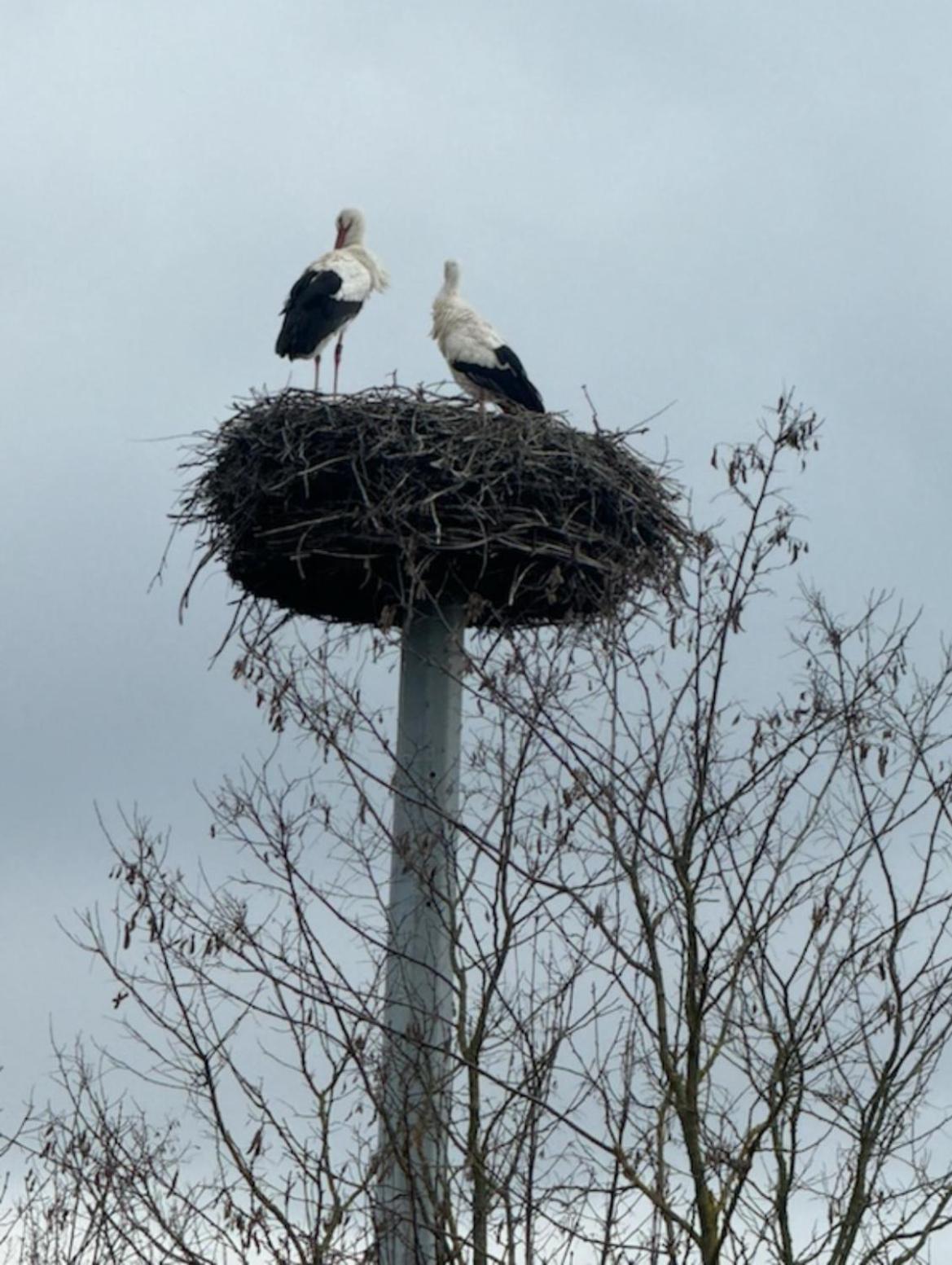 Ferienhaus Hoffmann Am Rheinbogen Altlussheim Zewnętrze zdjęcie